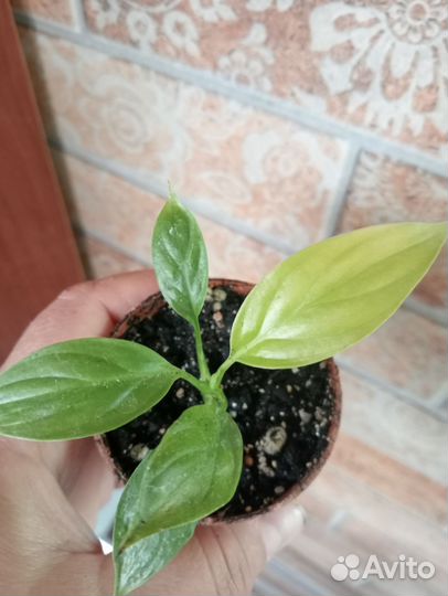 Спатифиллум