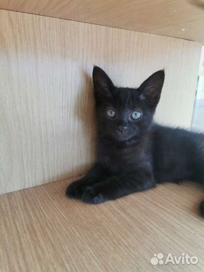 Кошки в добрые руки