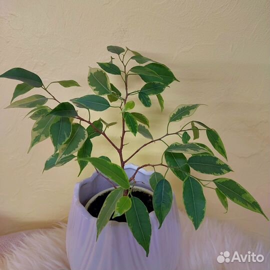 Веточка фикуса Бенджамина (укоренен)