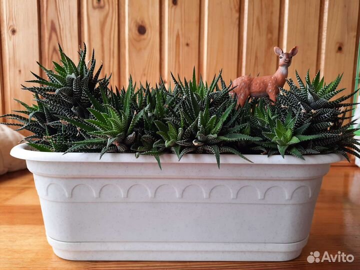 Хавортия полосатая