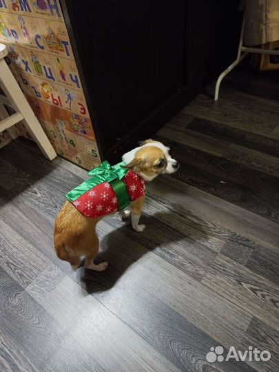 Одежда для собак подарочная)нг