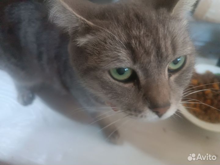 Помогите пристроить кошек