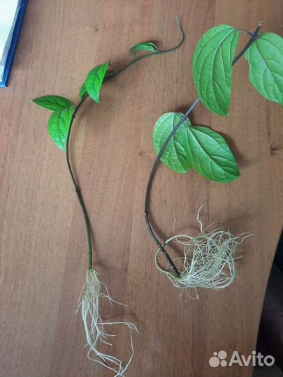 Клеродендрум Томсона