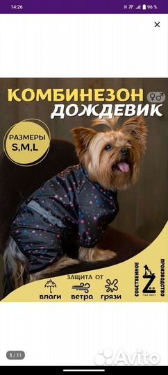 Дождевик для собаки мелкой породы