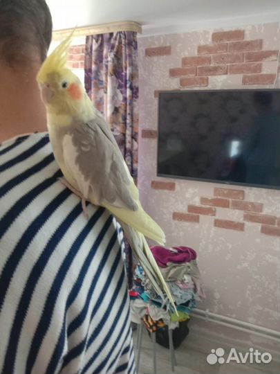 Попугай корелла