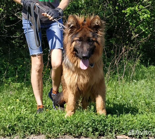 Кобель для вязки