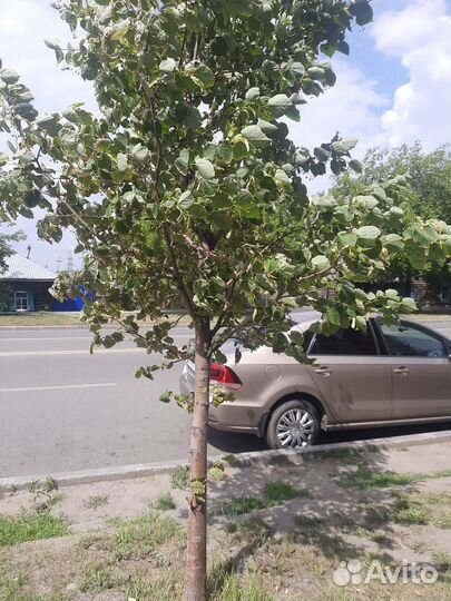 Продам дерево