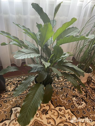 Спатифиллум