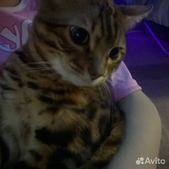 Ищем девочку для скрещивания