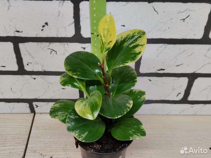 Пеперомия клузиелистная