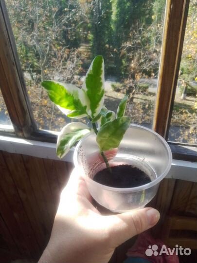 Педилантус