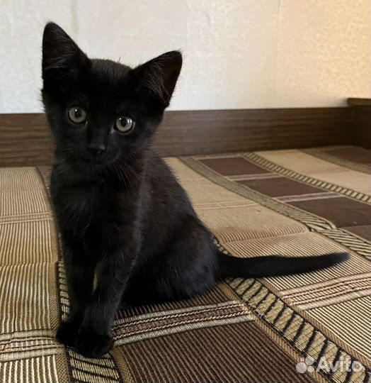 Котенок в добрые руки