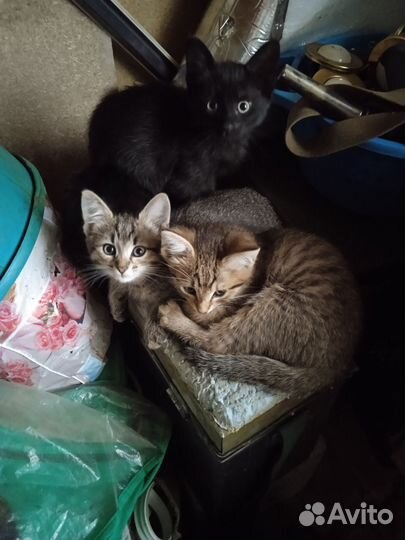 Котята в добрые руки