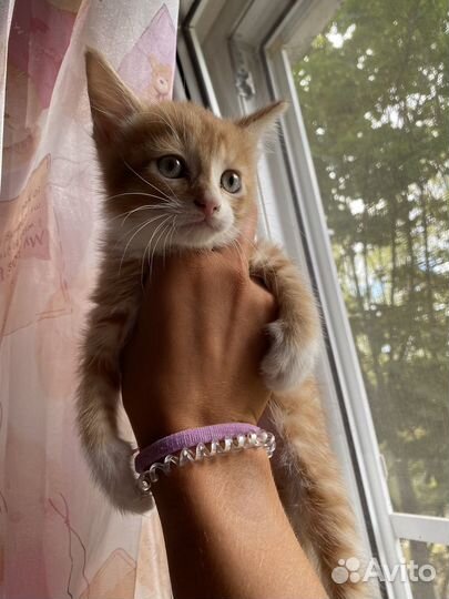 Котенок мальчик