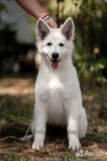 Белая швейцарская овчарка (бшо)