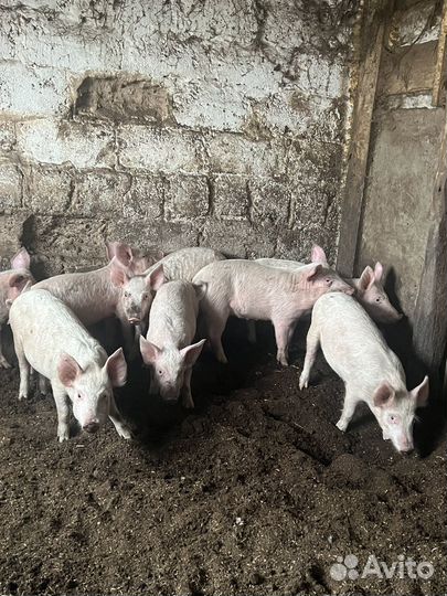 Поросята