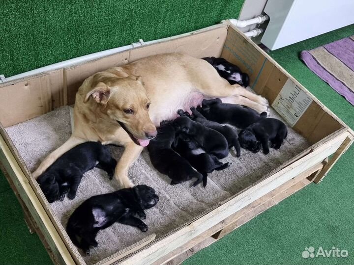 Щенки Лабрадора метисы