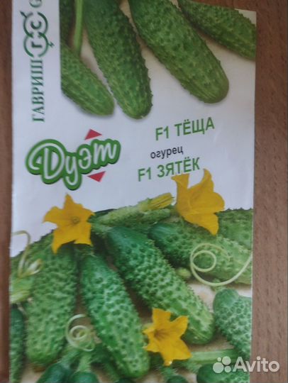 Рассада огурцов