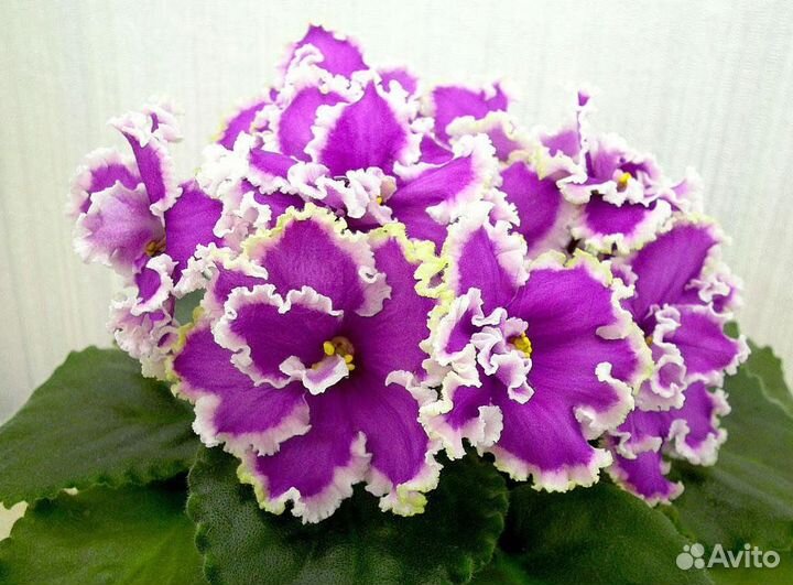 Сортовые фиалки