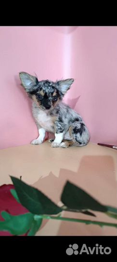 Чихуахуа девочка с искоркой