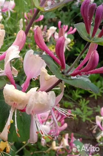 Жимолость каприфоль