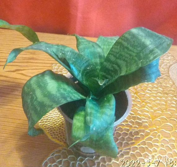 Сансевиерия