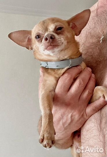 Чихуахуа девочка