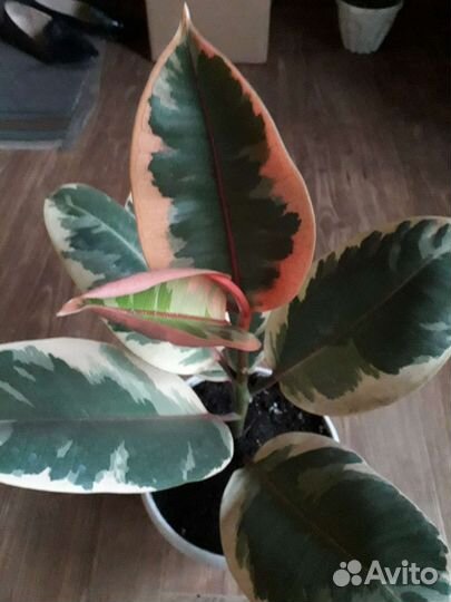 Фикус Мраморный