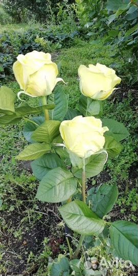 Листья розы