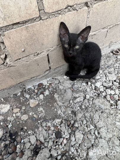 Котята в добрые руки сфинкс