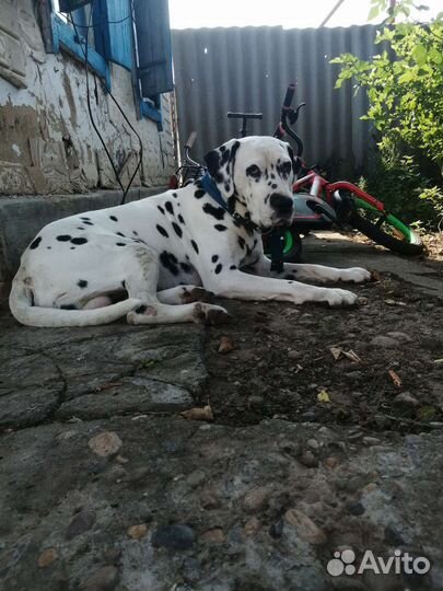 Далматинец