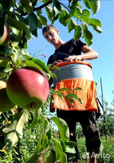 Требуется Сборщик