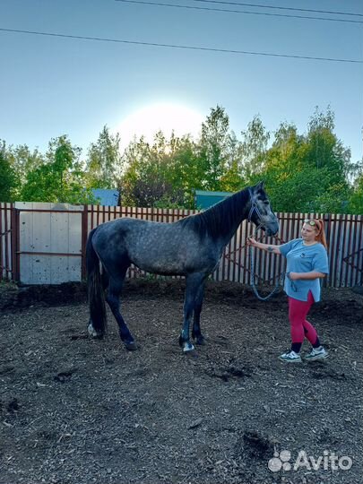 Мерин обмен