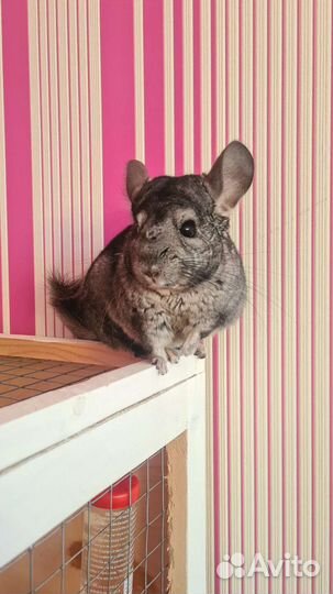 Серебристая шиншилла