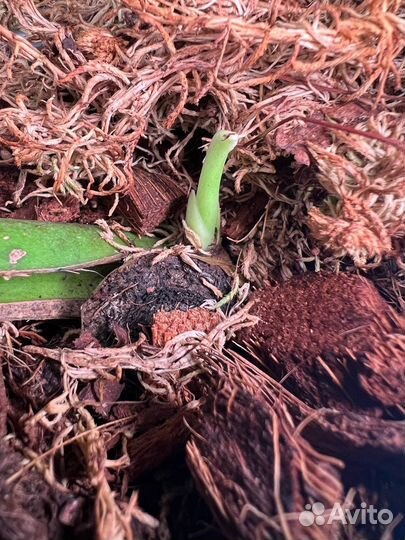 Monstera Burle Marx Flame