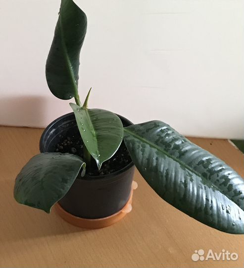 Маленький фикус