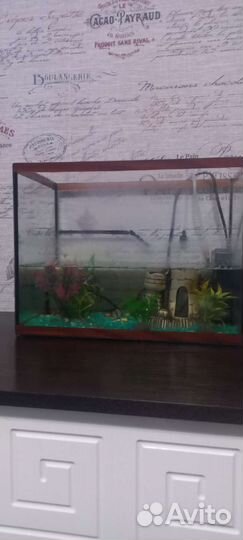 Аквариум