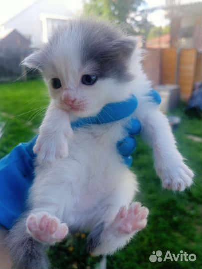 Котята отдам бесплатно