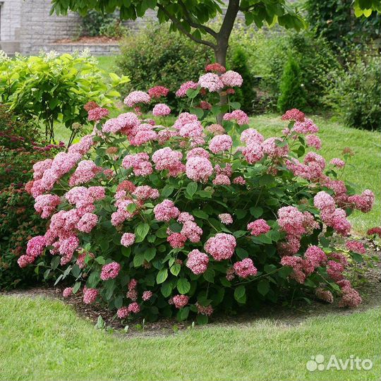 Гортензия древовидная