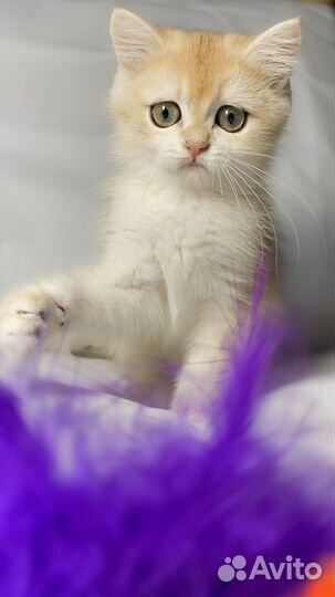 Британские золотые шиншиллы девочки