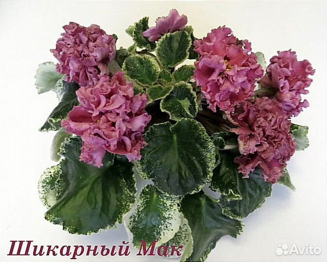 Фиалка сортовая