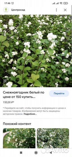 Снежноягодник