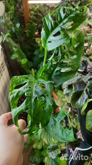 Монстера адансона, филодендрон хвост дракона
