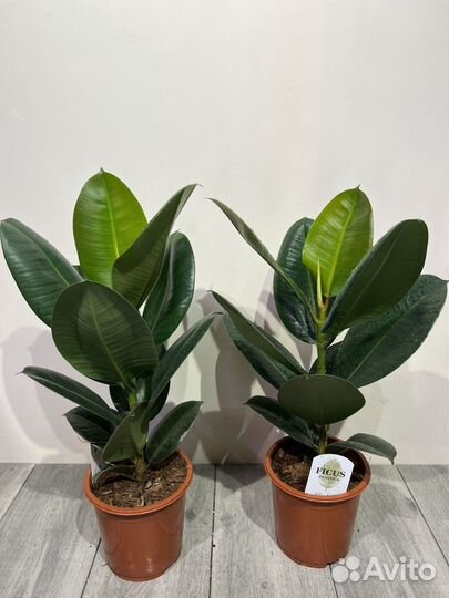 Фикус эластика (робуста, абиджан)