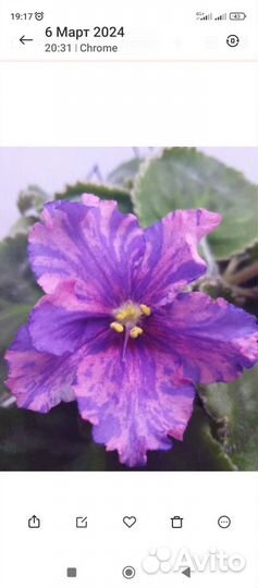 Фиалки сортовые