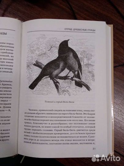 Для пановой