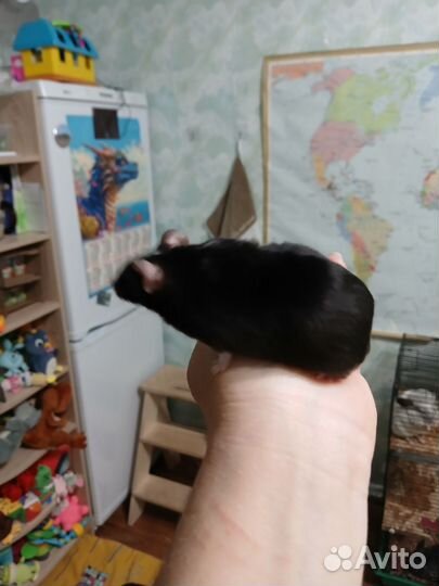 Клетка с сатиновым мышонком