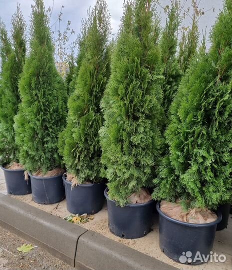 Туя Западная (Смарагд / Брабант / Коломна)