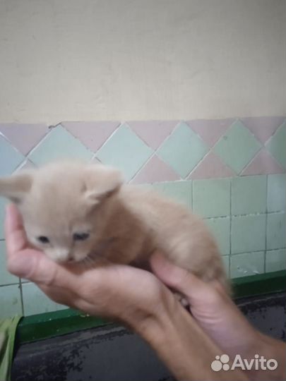 Милый котенок в добрые руки