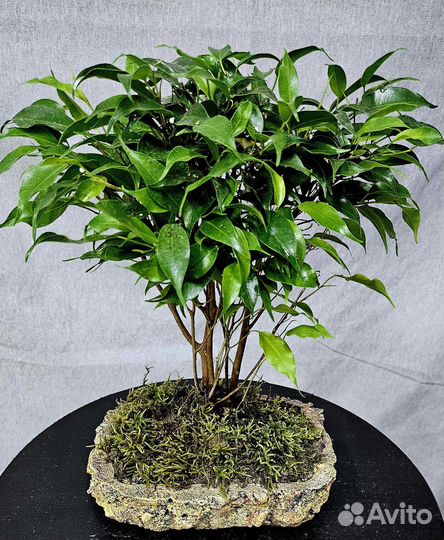 Бонсай комнатный